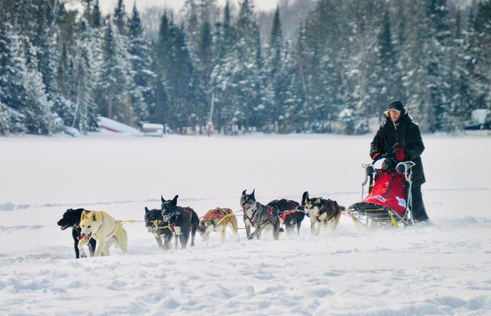 dogs pulling man on sled