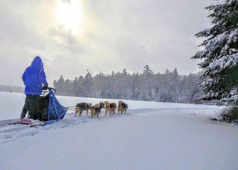 sled dogs
